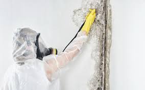 Best Environmental Consulting for Mold Prevention  in Brooklyn Park, MD